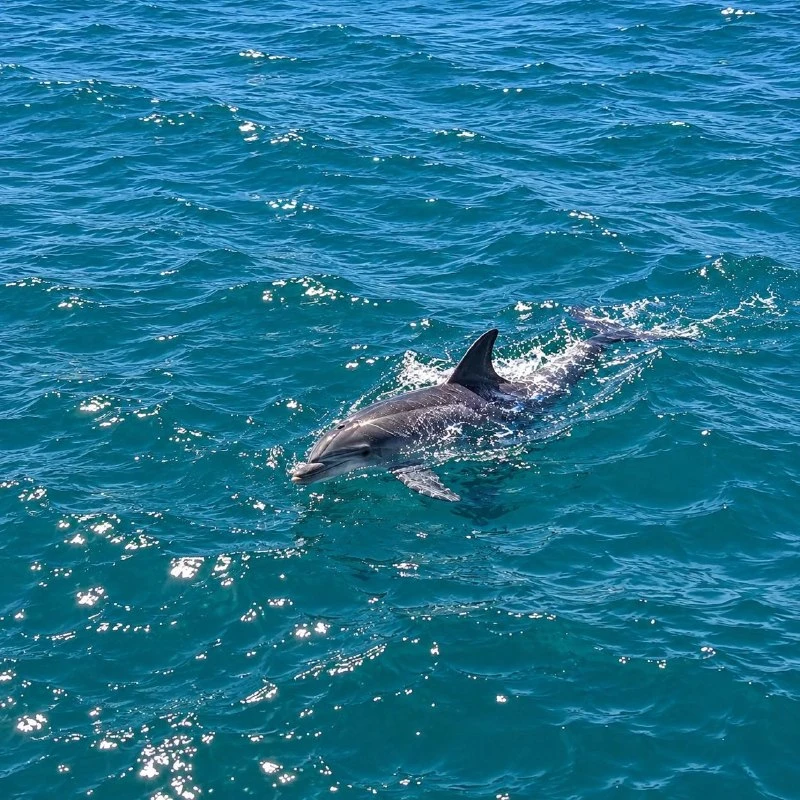 Dolphins swimming off the Port Macquarie coast seen from Port AdVenture Cruises