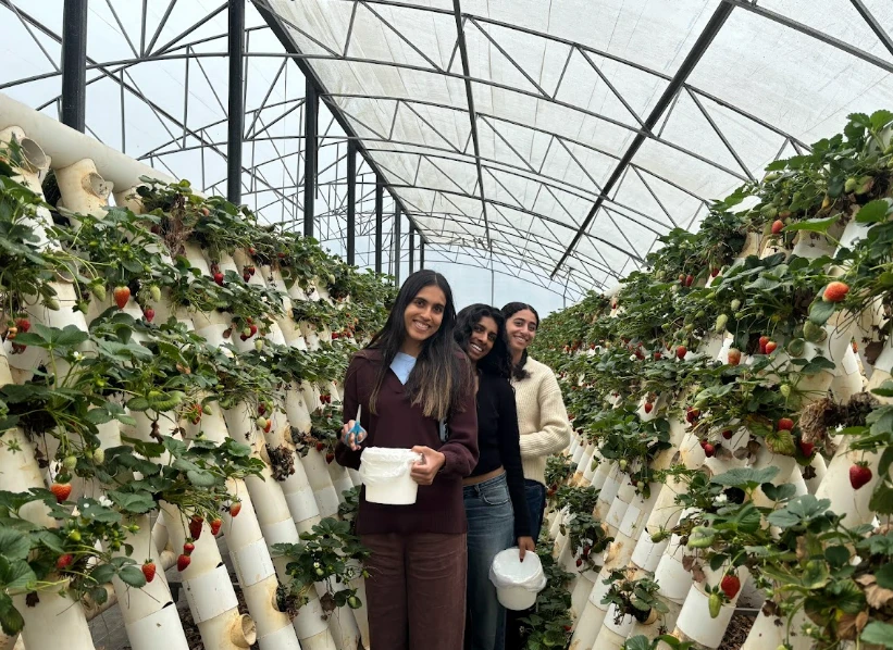 Guests smiling inside the strawberry farm greenhouse at Ricardoes, Port Macquarie